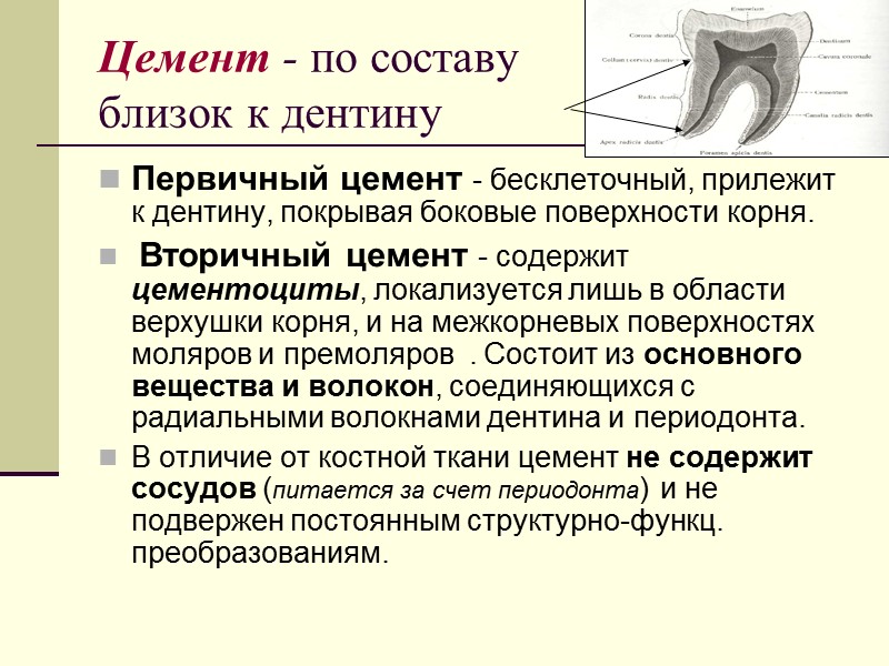 Цемент - по составу  близок к дентину  Первичный цемент - бесклеточный, прилежит